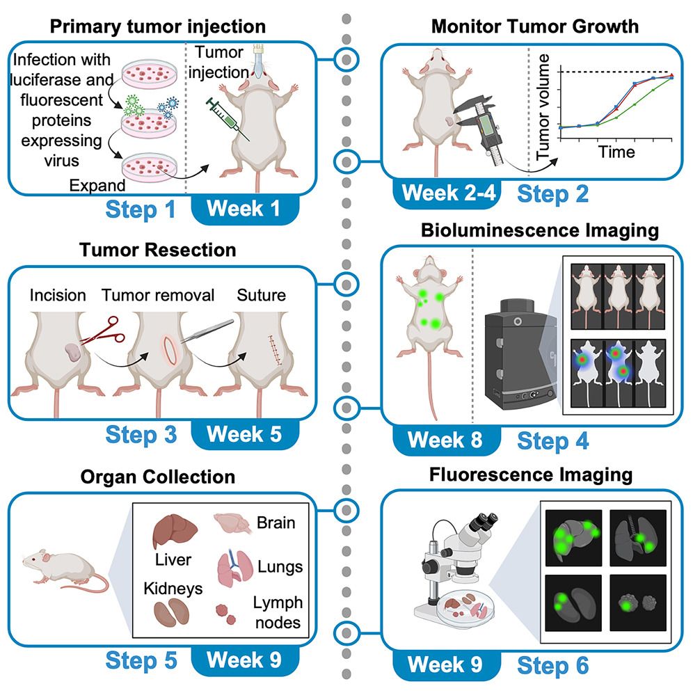 Protocol for establishing spontaneous metastasis in mice using a subcutaneous tumor model